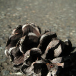 マリオブラザース