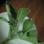 アイスプラント