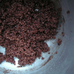 たかきびスコーンとビスコッティ