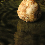 そば粉のごぼうクッキー