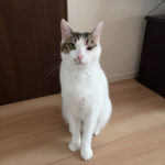 (日本語) 【小さな傷でもすぐ病院へ】