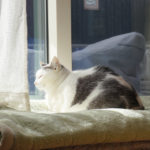 (日本語) 【1月の予定】