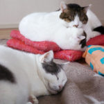 (日本語) 【今週末は新丸子の路地裏マルシェ】