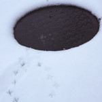 【雪の日の過ごし方】