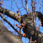 【フライング】