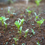 【待望の発芽】