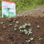 【つくりて4年目の卒業と新たな展望】