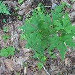 【小屋の近くにあるもの】