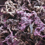 【梅干しの副産物】