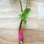 【二十日大根】