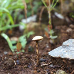 【友達が顔をだす】