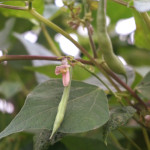 【豆が実をつける】