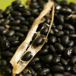 【黒大豆を収穫】