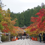 【和歌山の梅を巡る旅 その1】