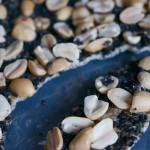 【ごまおこし】