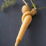 (日本語) 【我が家の人参図鑑】