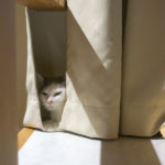 【やりたい事と逃げる口実】