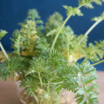 【人参葉の森】