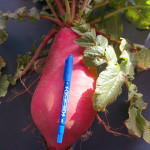 (日本語) 【大根おろしが辛い時の食べ方】