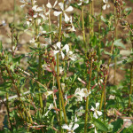 (日本語) 【太陽のマルシェに出店します】