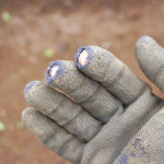 (日本語) 【ガーデニング用の手袋】