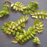 (日本語) 【山椒の葉の使い方】