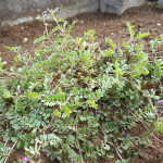 (日本語) 【粋なミント】