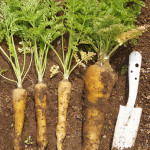 (日本語) 【人参を大量に食べられる料理方法】