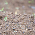 (日本語) 【我が畑の仲間達】