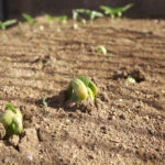 (日本語) 【我が畑のお豆たち】