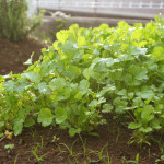 (日本語) 【育てたハーブやお野菜の種を取っておく時のポイント】