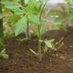 (日本語) 【トマトを増やす方法】