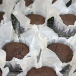 【11月の予定】