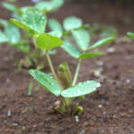 (日本語) 【落花生を育てる】