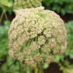 (日本語) 【お野菜とハーブのお花一覧】