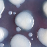 (日本語) 【10か国目、NYに来ています】