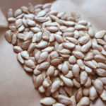 (日本語) 【バターナッツかぼちゃの発芽】