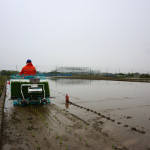 【今年の田植え】