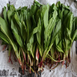 【行者にんにく】