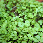 【今年のハーブ】