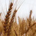 【小麦畑探訪】