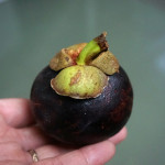 【マンゴスチン】