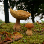 (日本語) 【きのこがたくさん】