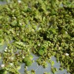 【穂ジソと9月の通販受付について】