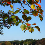 (日本語) 【2016クリスマスギフトについて】