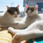 (日本語) 【お願い：Tsucuriteにお力添えを！】