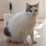 (日本語) 【同世代の艶っぽさ】