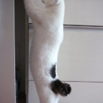 (日本語) 【祝1歳】