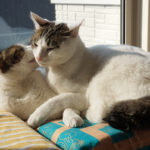 (日本語) 【5月の予定】