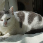 (日本語) 【猫にお薬を飲ませる方法 錠剤編】